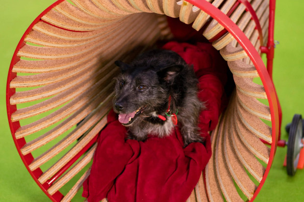RSHP design 'Poochchair' for dog charity auction